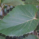 Tilia henryana - Asiatische Linde