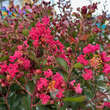 Lagerstroemia 'Petit Red Imperial': Bild 1/2