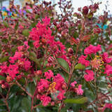 Lagerstroemia 'Petit Red Imperial' - Lagerströmie           KÜBELPFLANZE
