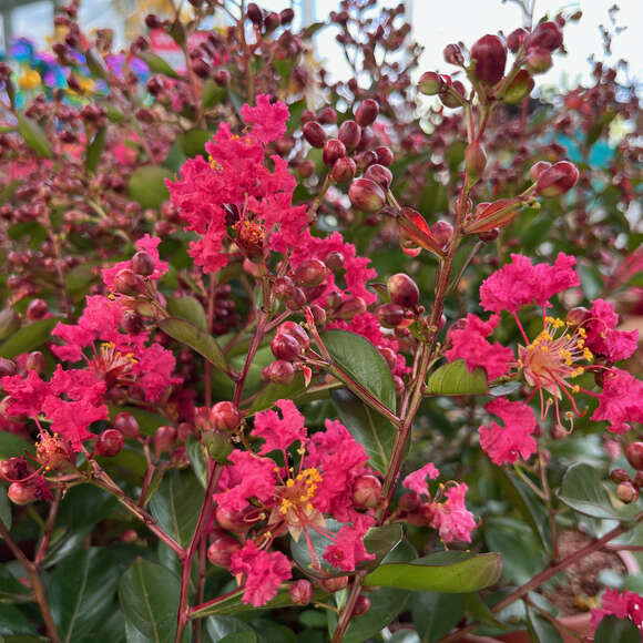 Lagerstroemia 'Petit Red Imperial': Bild 1/2