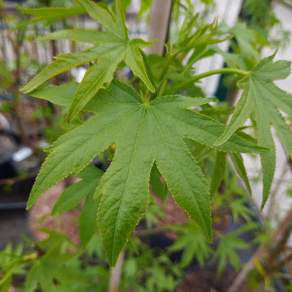 Liquidambar styraciflua 'Worplesdon': Bild 2/7 Liquidambar styraciflua 'Worplesdon': Bild 2/7
