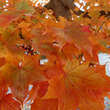 Acer 'Pacific Sunset': Bild 8/10