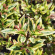 Weigela 'Magical Rainbow': Bild 5/6
