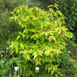 Leycesteria formosa: Bild 5/7