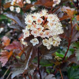 Physocarpus opulifolius 'Summer Wine' - Zwerg-Blasenspiere
