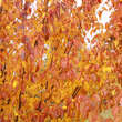 Prunus 'Collingwood Ingram': Bild 7/10