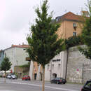 Acer campestre 'Elsrijk' - Feldahorn