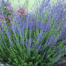 Perovskia atriplicif. 'Blue Spire' - Blauraute