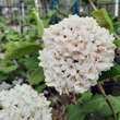 Viburnum carlcephalum: Bild 3/5