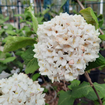 Viburnum carlcephalum: Bild 3/5