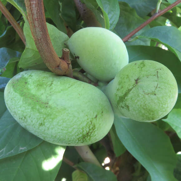 Asimina triloba 'Golden 4': Bild 3/3 Asimina triloba 'Golden 4': Bild 3/3