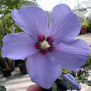 Hibiscus syr. 'Blue Bird' - Eibisch