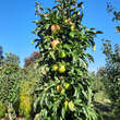 Malus domestica 'Rondo': Bild 6/6