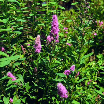 Spiraea billardii 'Triumphans'