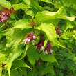 Leycesteria formosa: Bild 1/7