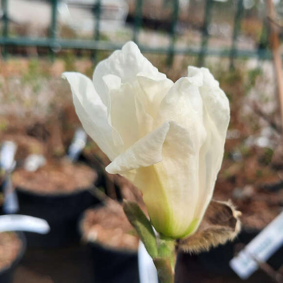 Magnolia kobus 'Isis': Bild 1/2 Magnolia kobus 'Isis': Bild 1/2