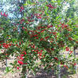 Prunus 'Carmine Jewel' (Prun. frut. x Prun. cerasus): Bild 2/2