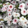 Prunus incisa 'February Pink': Bild 1/6