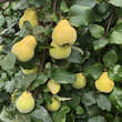 Cydonia oblonga 'Aromatnaja' ('Krymsk'): Bild 4/5