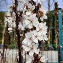Prunus cerasifera 'Crimson Pointe' - Säulen-Blutpflaume