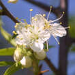 Prunus serrula: Bild 1/8