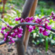Cercis canadensis 'Lavender Twist': Bild 3/9