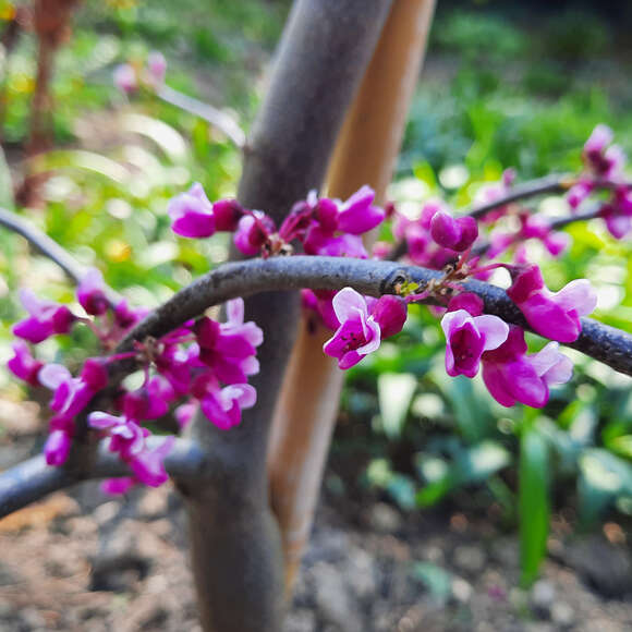 Cercis canadensis 'Lavender Twist': Bild 3/9 Cercis canadensis 'Lavender Twist': Bild 3/9