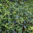 Decumaria barbara 'Vickie': Bild 4/4