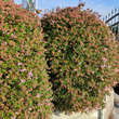 Abelia 'Edward Goucher': Bild 6/6