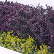 Berberis thunbergii 'Atropurpurea': Bild 1/4