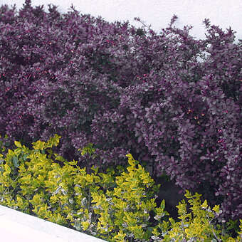 Berberis thunbergii 'Atropurpurea'