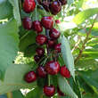 Prunus av. 'Hedelfinger Riesenkirsche': Bild 2/2