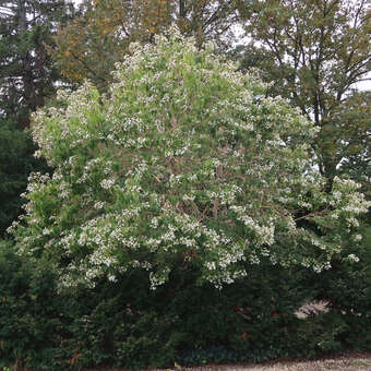 Heptacodium miconioides: Bild 12/12