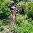 Cercis canadensis 'Lavender Twist': Bild 8/9