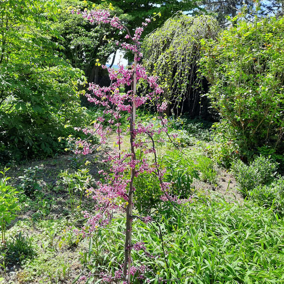 Cercis canadensis 'Lavender Twist': Bild 8/9 Cercis canadensis 'Lavender Twist': Bild 8/9