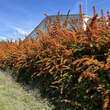 Pyracantha 'Dart's Red': Bild 2/3