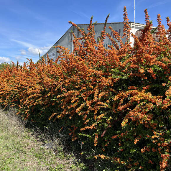 Pyracantha 'Dart's Red': Bild 2/3 Pyracantha 'Dart's Red': Bild 2/3