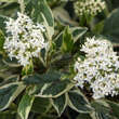 Cornus sericea 'White Gold': Bild 1/4