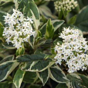 Cornus sericea 'White Gold'