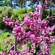 Cercis canadensis 'Lavender Twist': Bild 2/9