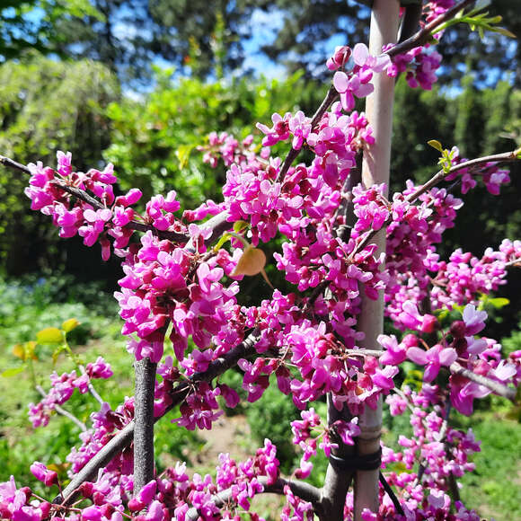 Cercis canadensis 'Lavender Twist': Bild 2/9 Cercis canadensis 'Lavender Twist': Bild 2/9