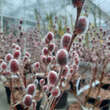 Salix gracilistyla 'Mount Aso': Bild 3/5