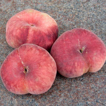 Prunus persica 'Tellerpfirsich Bianca'
