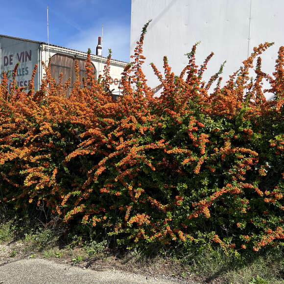 Pyracantha 'Dart's Red': Bild 3/3 Pyracantha 'Dart's Red': Bild 3/3