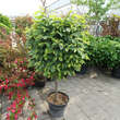 Carpinus betulus 'Murmel': Bild 3/4