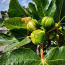 Ficus carica 'Panachée' - Fruchtfeige