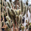 Salix gracilistyla 'Mount Aso': Bild 2/5