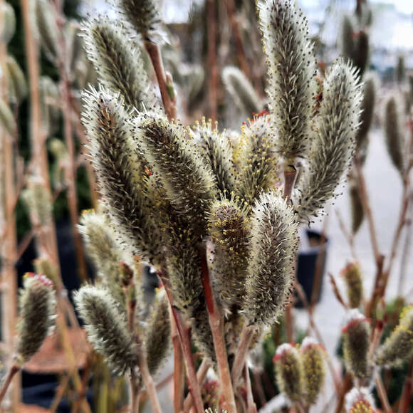Salix gracilistyla 'Mount Aso': Bild 2/5 Salix gracilistyla 'Mount Aso': Bild 2/5