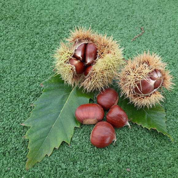 Castanea sativa 'Lyon': Bild 1/3 Castanea sativa 'Lyon': Bild 1/3