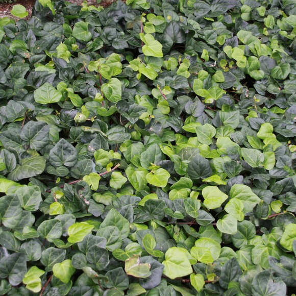 Hedera colchica 'Batumi': Bild 6/7 Hedera colchica 'Batumi': Bild 6/7